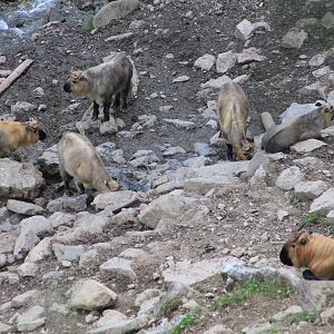 Takin (Budorcus taxicolor)