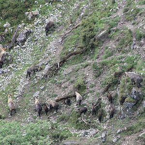 Takin (Budorcus taxicolor)