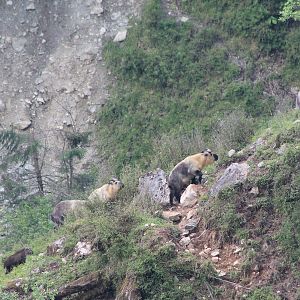 Takin (Budorcus taxicolor)