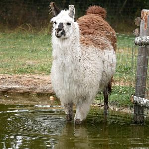 Legendia Parc - Llama (Lama glama)