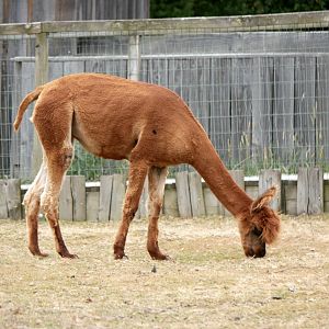 Legendia Parc - Alpaca (Lama pacos)