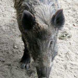 Legendia Parc - Wild boar (Sus scrofa)