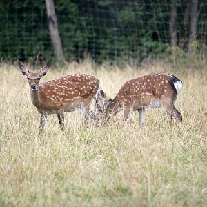Legendia Parc - Japanese sika deer (Cervus nippon nippon)