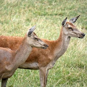 Legendia Parc - Comon red deer (Cervus elaphus hippelaphus)