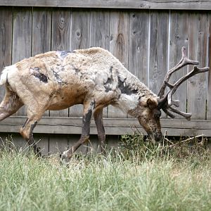 Legendia Parc - Reindeer (Rangifer tarandus)