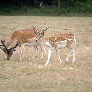 Legendia Parc - European fallow deer (Dama dama)