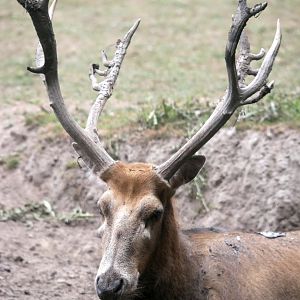 Legendia Parc - Père David's deer (Elaphurus davidianus)