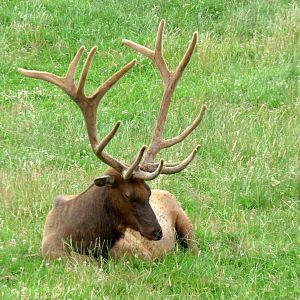 Legendia Parc - Wapiti (Cervus canadensis)