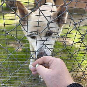 Western Australia Reptile Park - July 2025