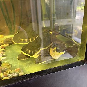 Western Australia Reptile Park - July 2025