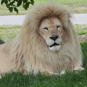 White lion