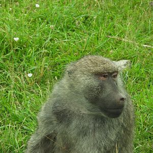 Olive baboon