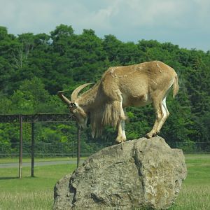 Barbary sheep