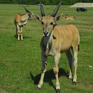 Common elands