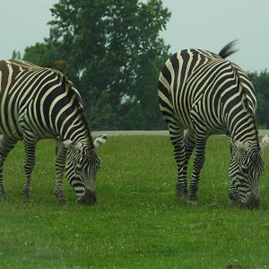 Plains zebras