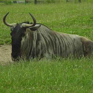 Blue wildebeest