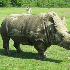 White rhinoceros