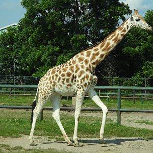 "Rothschild's" giraffe
