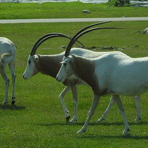Scimitar-horned oryxes