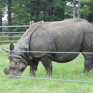 Indian rhinoceros