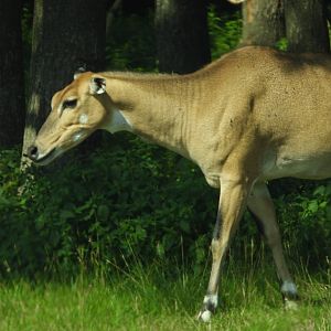 Nilgai