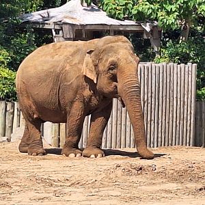 Asian Elephant