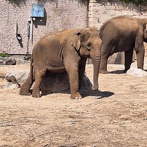 Asian Elephant