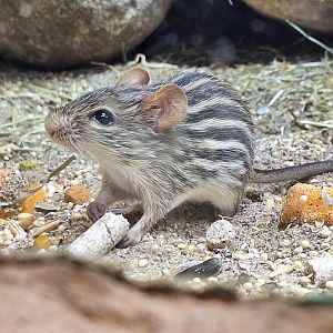 Barbary Striped Grass Mouse