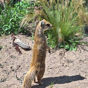 Yellow Mongoose