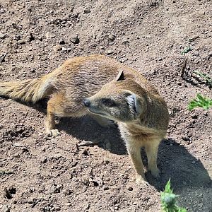 Yellow Mongoose