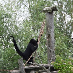 Black-headed spider monkey