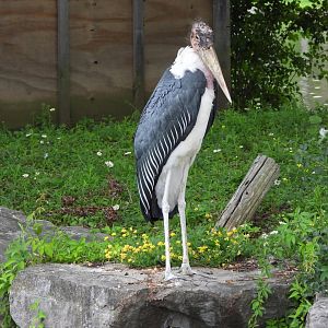 Marabou stork