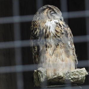 Eurasian eagle owl