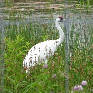 Whooping crane
