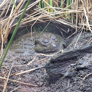 African Bullfrog