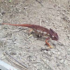 Oustalet's Chameleon