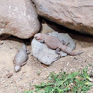 Spiny-tailed Lizards