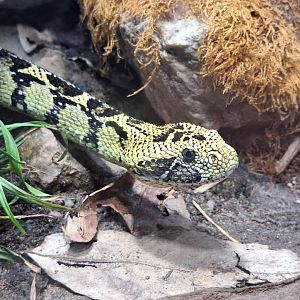 Ethiopian Mountain Adder