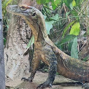 Komodo Dragon (juvenile)