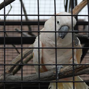 Salmon-crested cockatoo