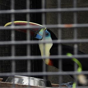 White-throated toucan