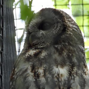 Tawny owl