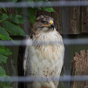 Ferruginous hawk