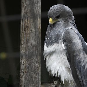 Black-chested buzzard-eagle