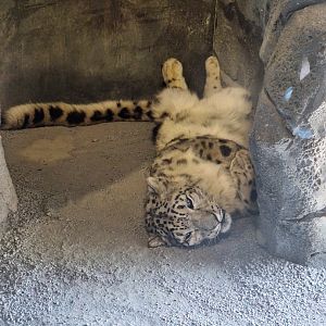 Snow Leopard