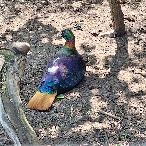 Himalayan Monal
