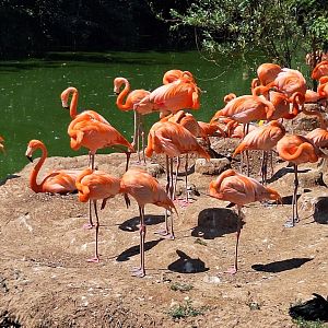 Caribbean Flamingos