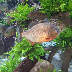 Red-bellied Piranha