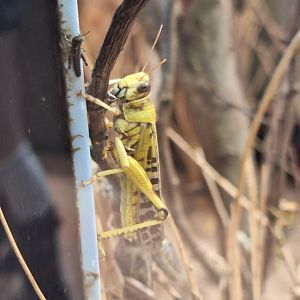 Desert Locust