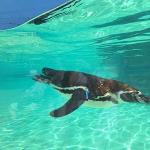 Humboldt Penguin